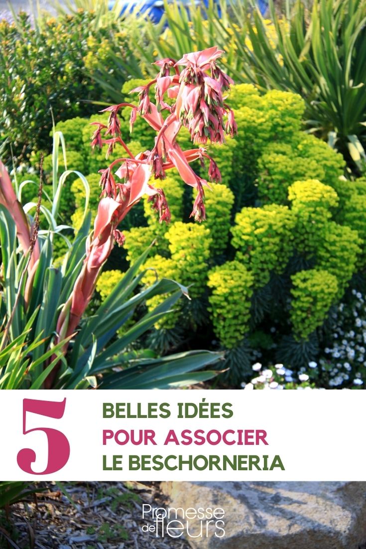 Associer le beschorneria