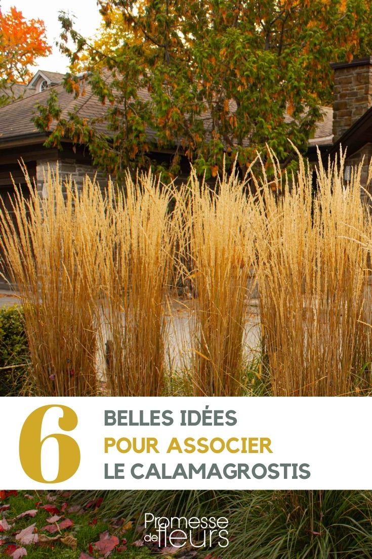 association calamagrostis au jardin