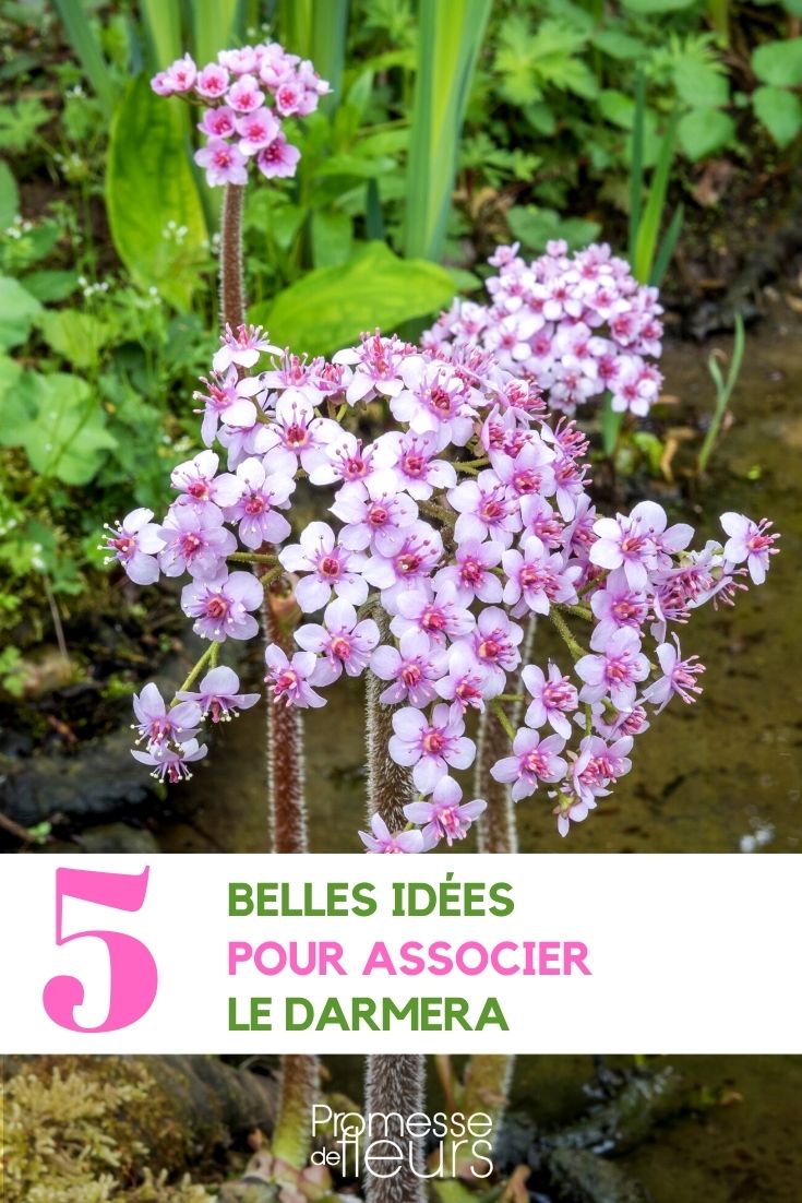 idées pour associer le darmera au jardin