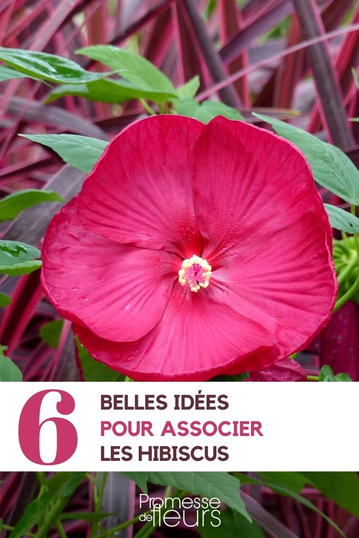 Associer les hibiscus