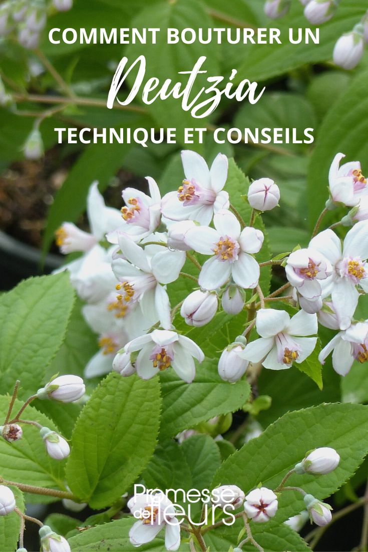 faire une bouture de deutzia