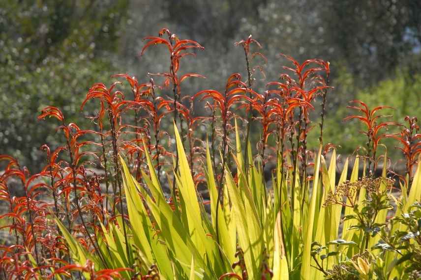 associer association Chasmanthe floribunda, idee massif avec Chasmanthe