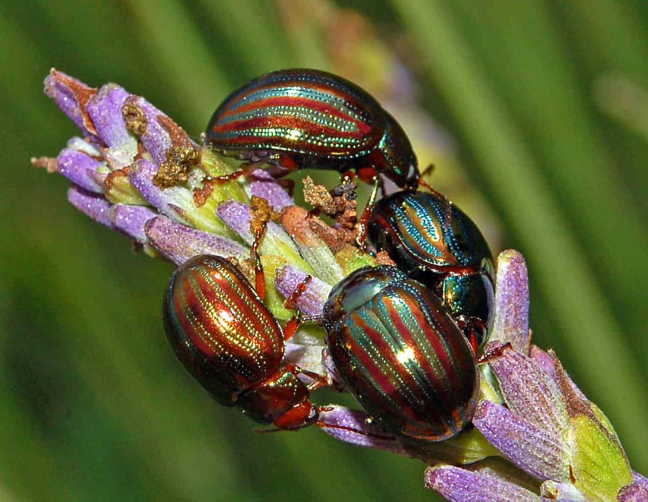 Insecte Romarin Repérer et traiter maladies et parasites du romarin - Promesse de Fleurs