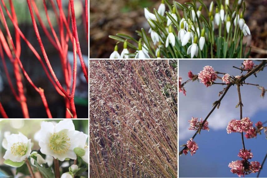 Cornus, hellebore, perce-neige, deschampsia et edgeworthia