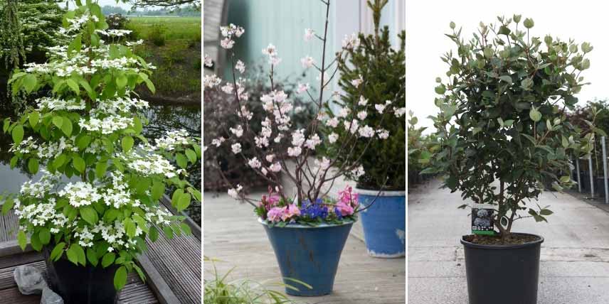 Viornes, Viburnum : comment les cultiver en pot