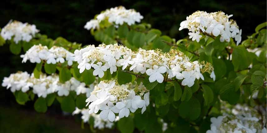 Viornes, Viburnum : comment les cultiver en pot