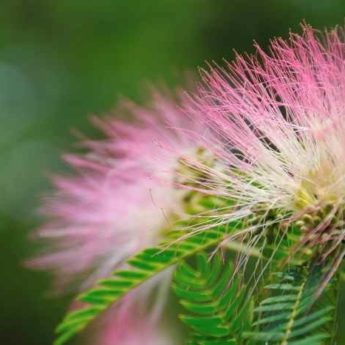 Faire une bouture d’albizia