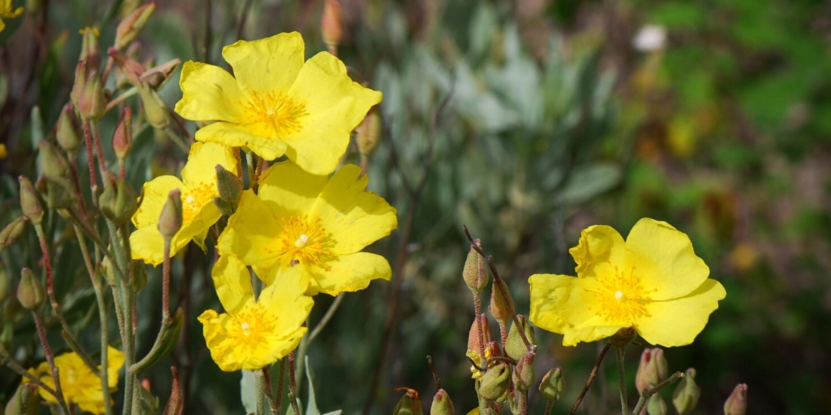 La floraison de l'Halimium halimifolium