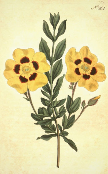 Planche botanique représentant l'Halimium lasianthum