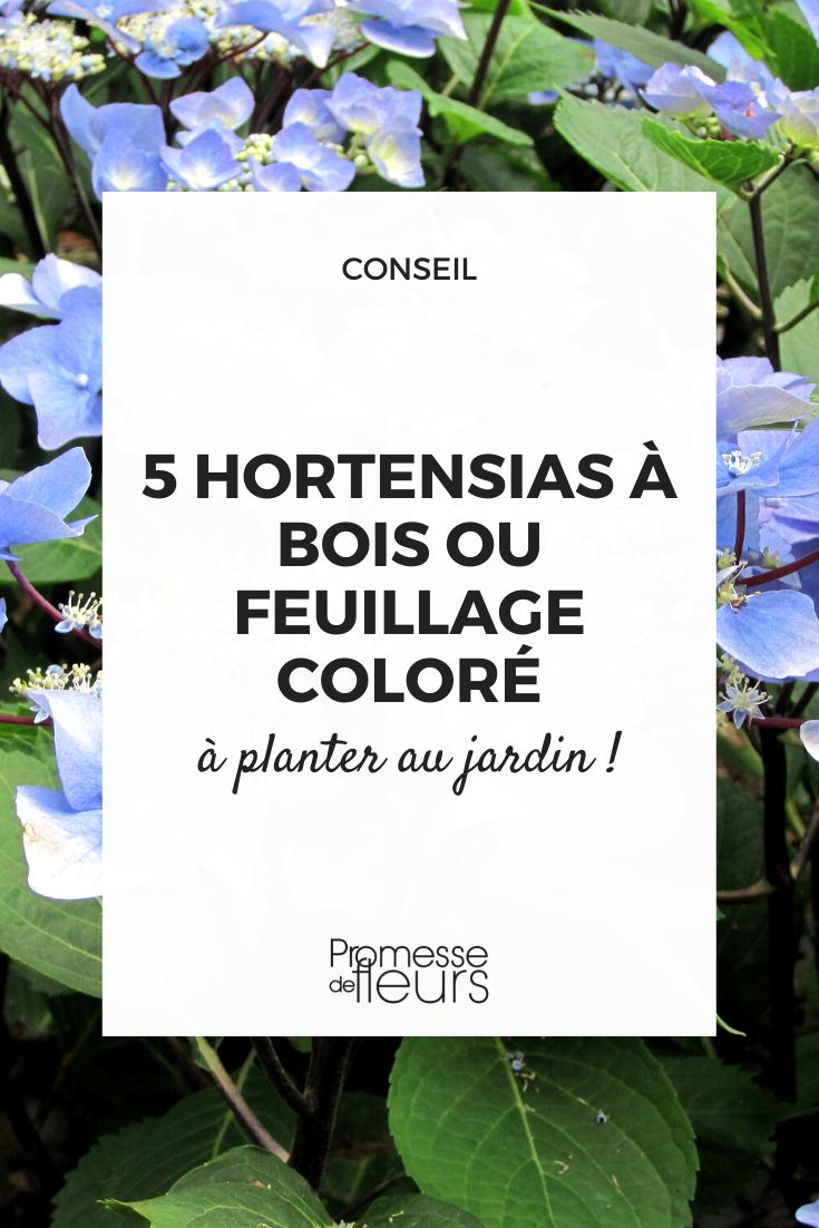Hortensias a bois ou feuillage colore