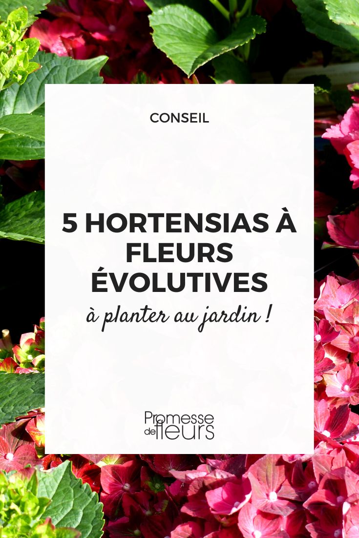 Hortensias a fleurs evolutives