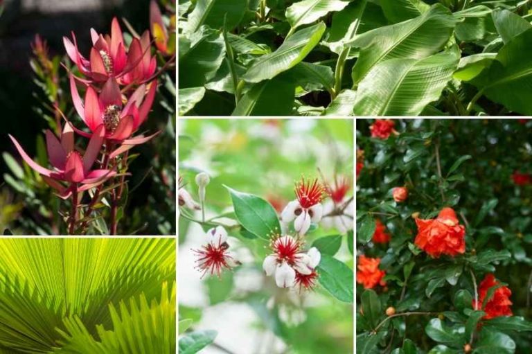 conseils de paysagiste pour aménager un jardin rouge