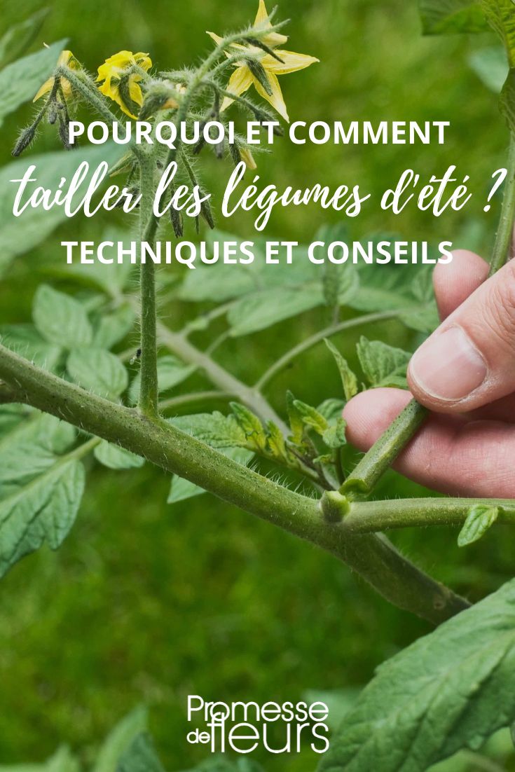 tailler pincer plants de légumes d'été