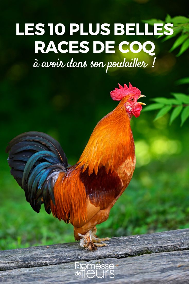 les plus beaux coq poulailler