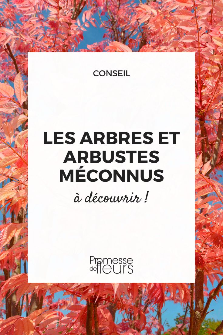 Les arbres et arbustes peu connus à découvrir