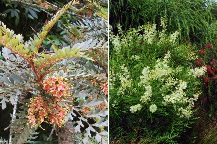 Le guide des arbres fruitiers méconnus