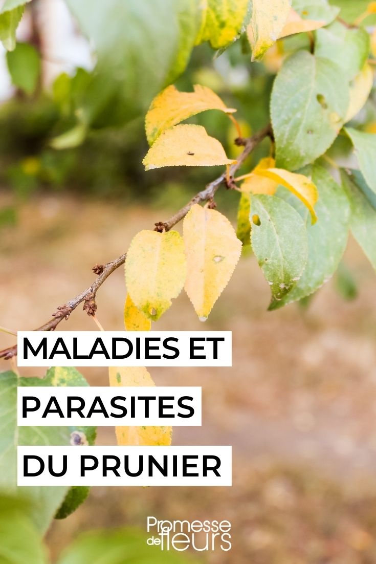 Maladies et parasites du prunier