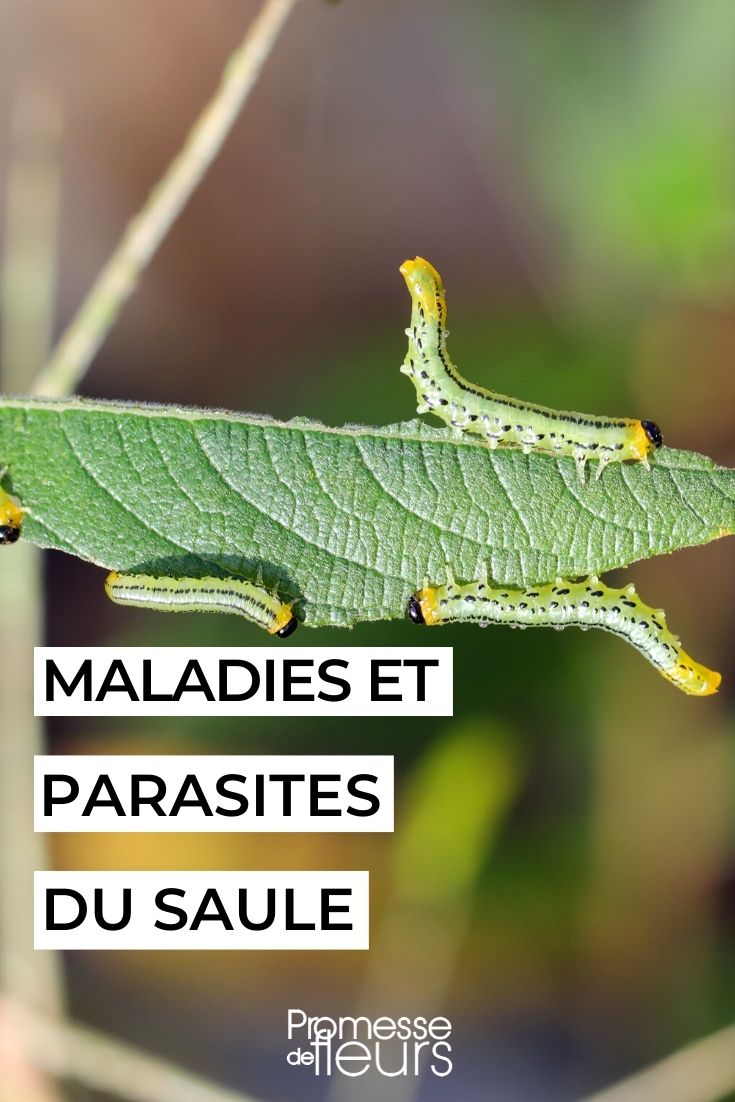 maladies parasites salix