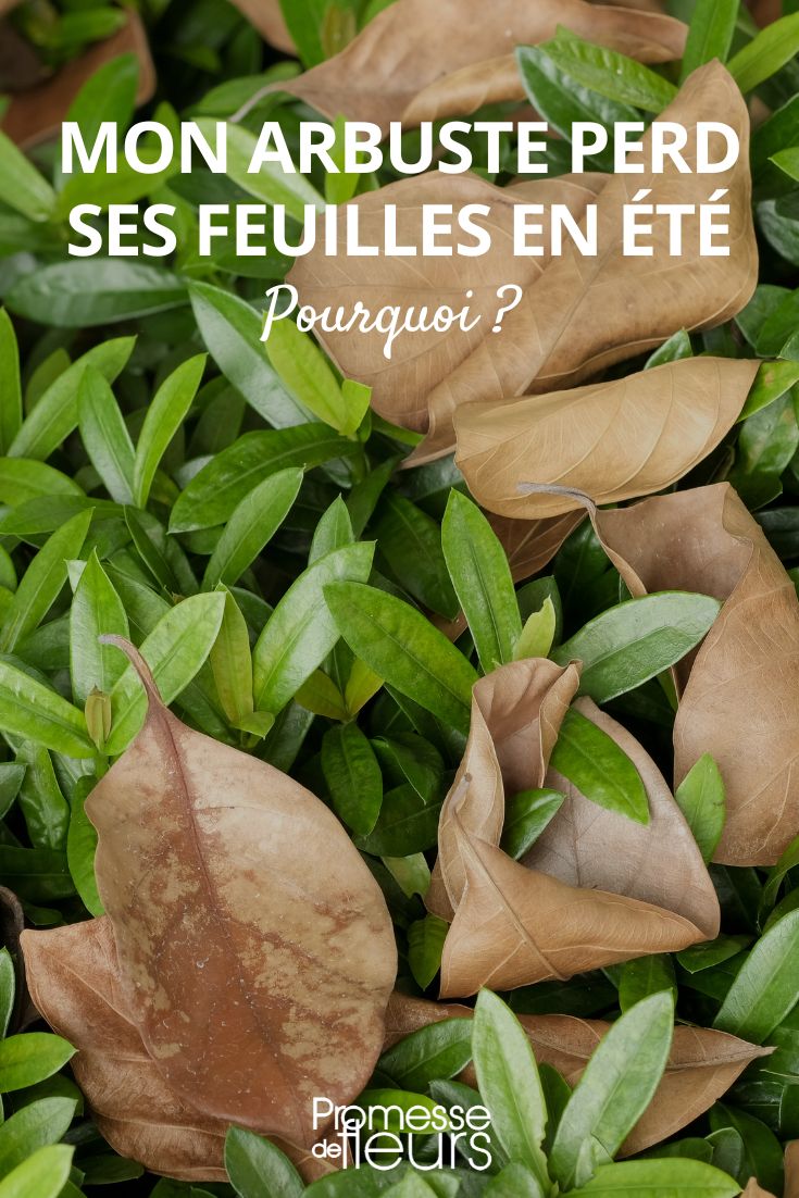 arbustes desséchés en été perte de feuilles