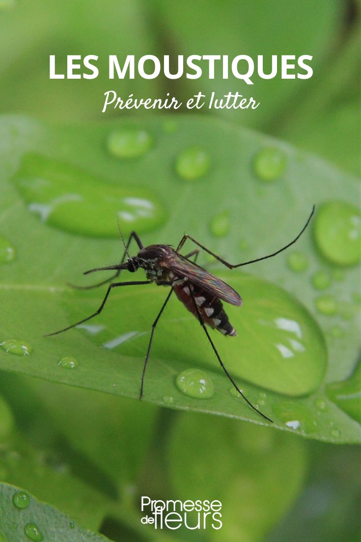 Larvicide moustique - Jardin et Saisons