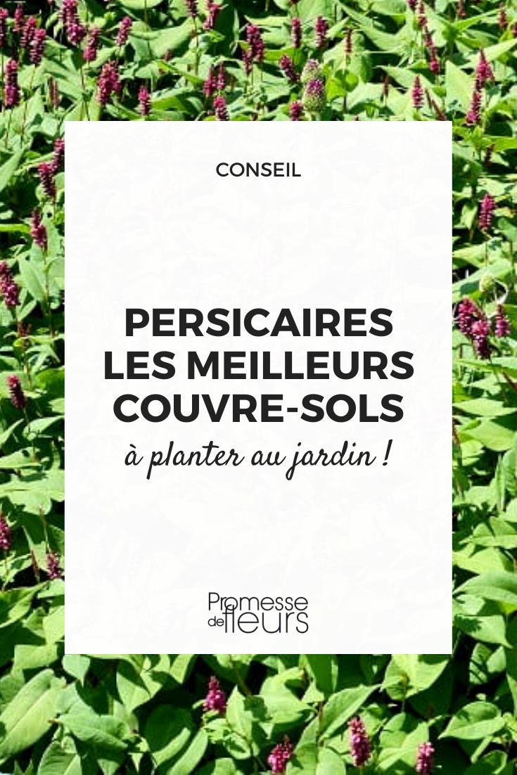 Persicaria renouée couvre-sol