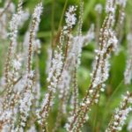 7 Persicaires à fleurs blanches