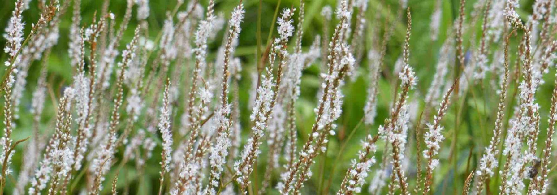 7 Persicaires à fleurs blanches