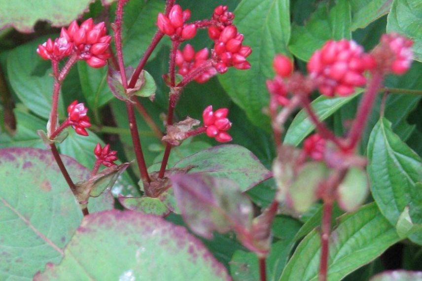 Persicaire à fleurs rouges