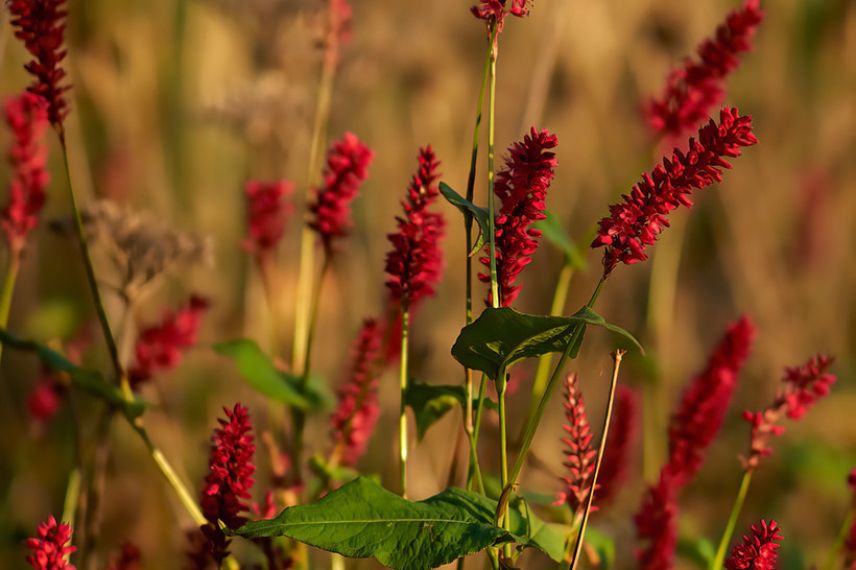 Persicaire à fleurs rouges