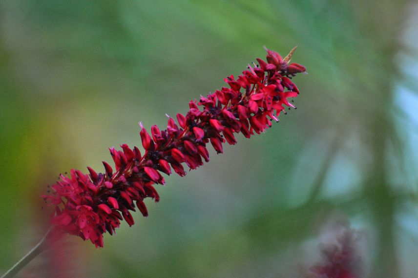 Persicaire à fleurs rouges