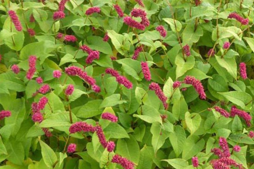 Persicaire à fleurs rouges