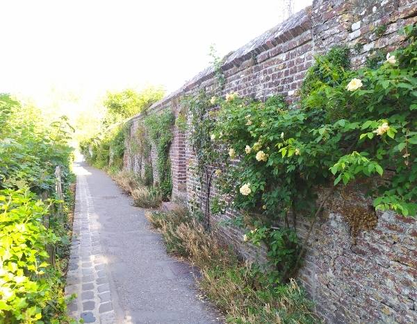 Le chemin des remparts de Cassel, une balade à la senteur des roses