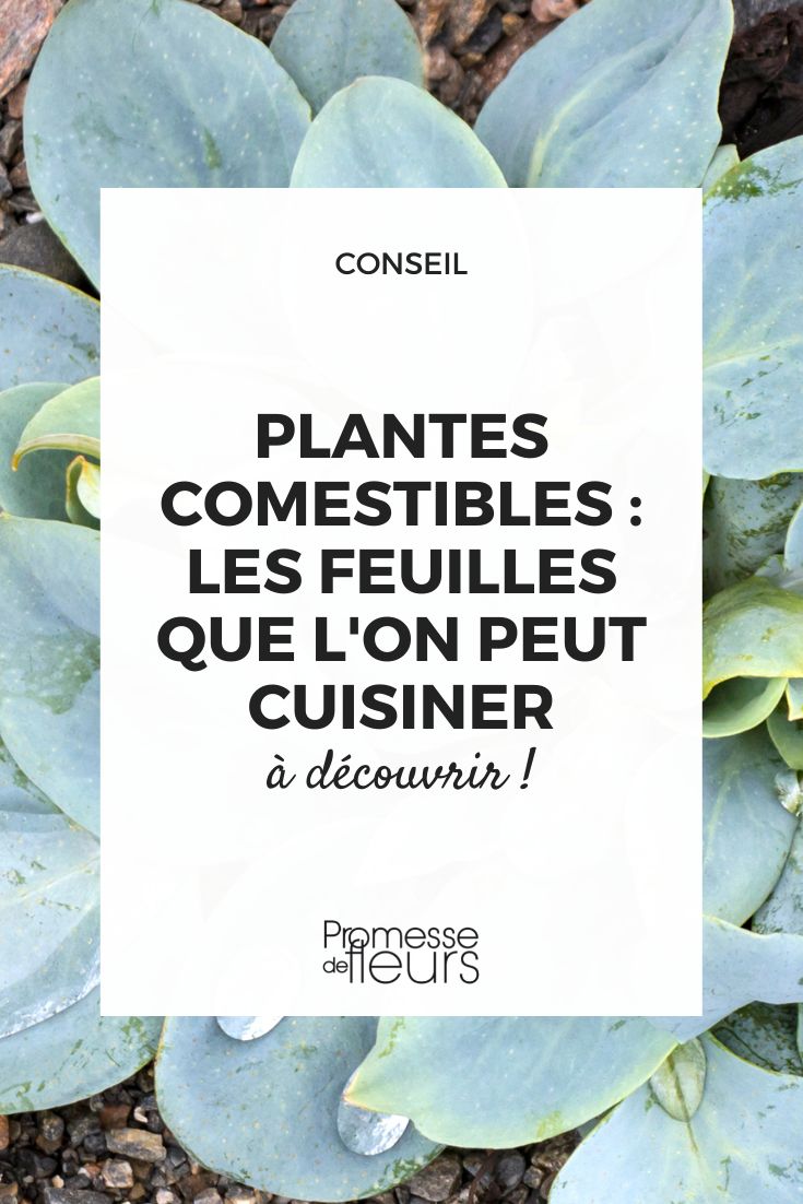 Plantes comestibles : les feuilles que l'on peut cuisiner