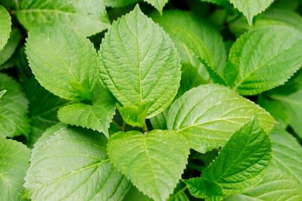 Mon hortensia ne fleurit pas : pourquoi ?