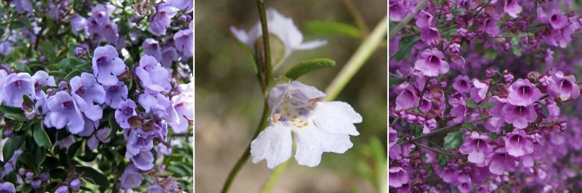 Prostanthera, menthe australienne, menthe arbustive