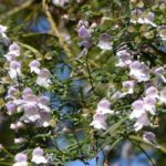 Prostanthera - Menthe australienne : planter et cultiver