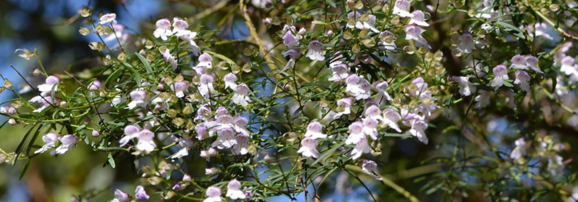 Prostanthera - Menthe australienne : planter et cultiver