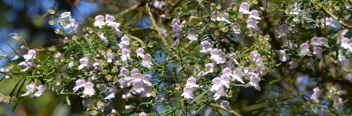 Prostanthera, menthe australienne, menthe arbustive