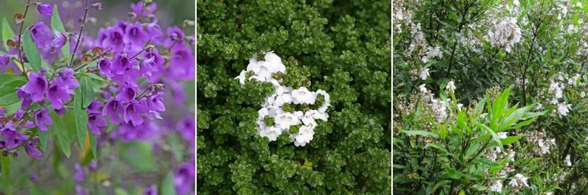 Prostanthera, menthe australienne, menthe arbustive