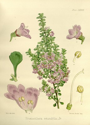 Prostanthera, menthe australienne, menthe arbustive