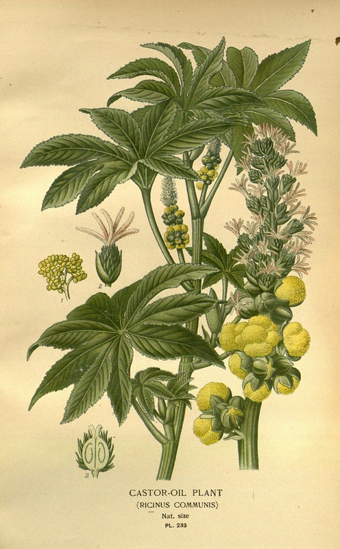 ricin, ricinus communis, plante feuillage exotique