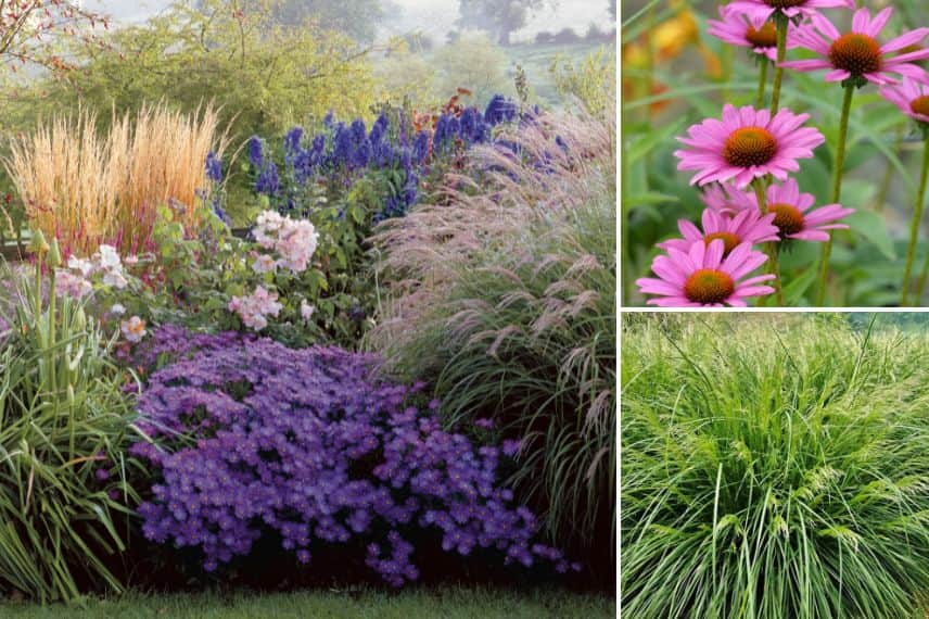 associer les deschampsias dans un jardin de graminées