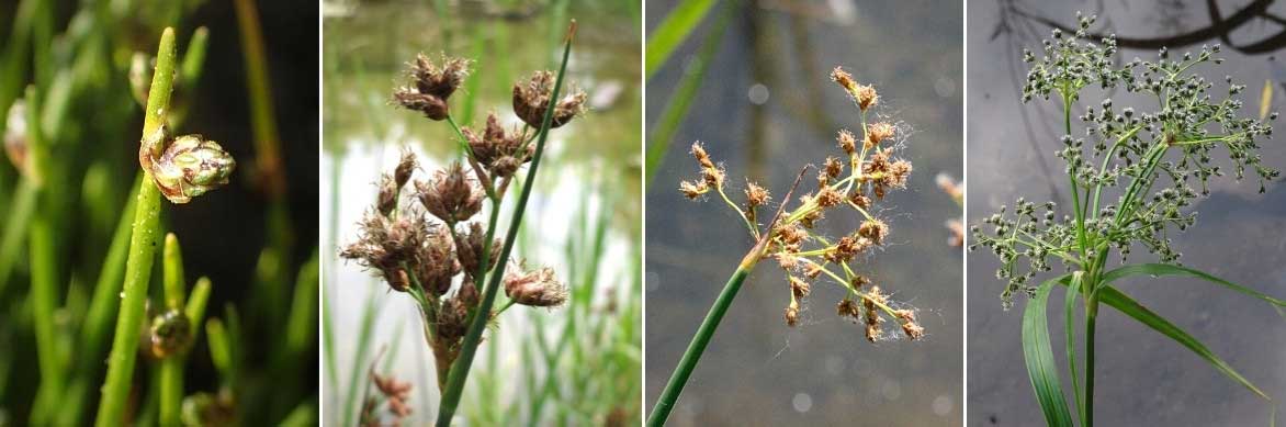 La floraison des scirpes