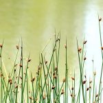 Scirpus : Planter, cultiver et entretenir