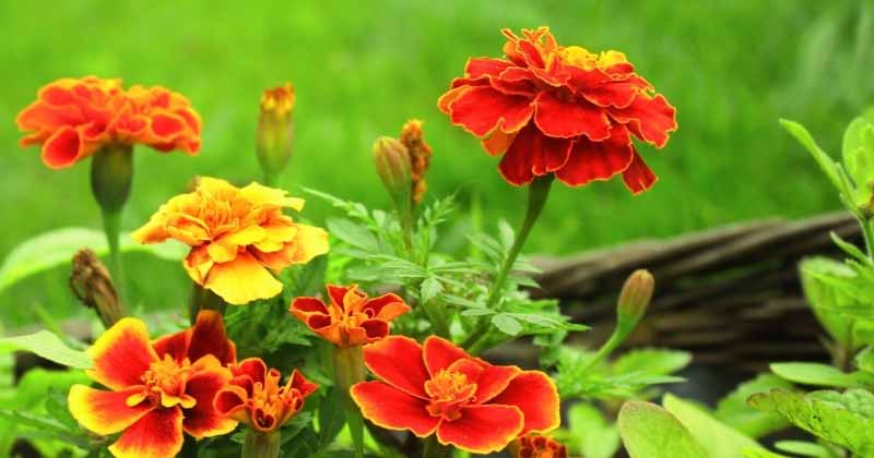 Œillets d'Inde, Tagetes : comment les semer ? 