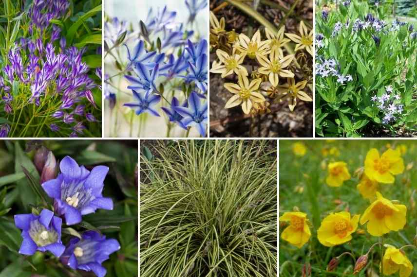 association triteleia brodiea brodiaea massif jardin