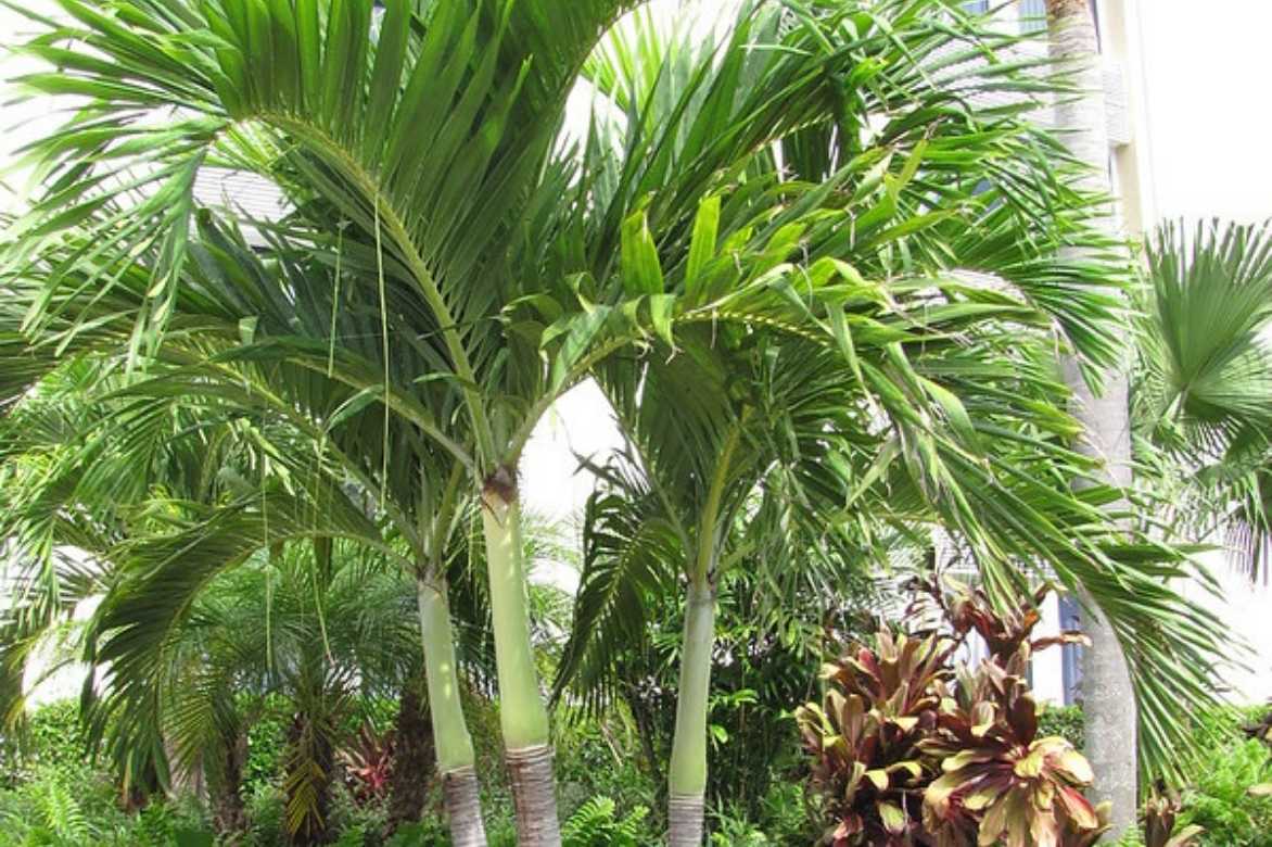 Veitchia, Adonidia, palmier culture en pot intérieur, palmier de noël, palmier manila, palmier de manille