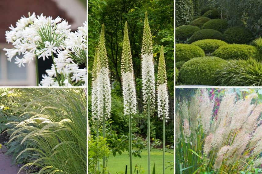 associer calamagrostis