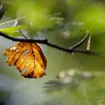 Mon arbuste perd ses feuilles en été : pourquoi ?