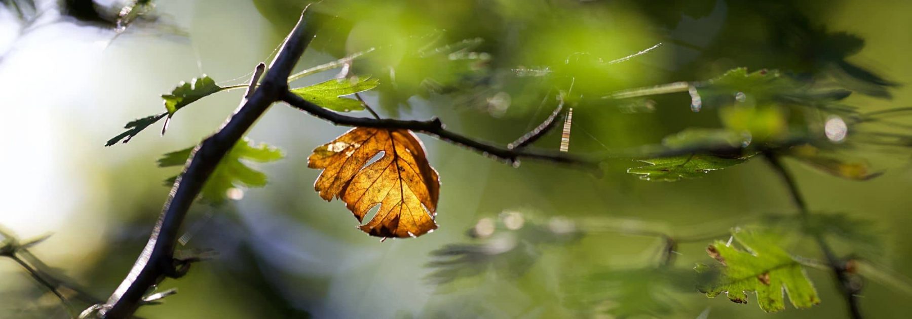 Mon arbuste perd ses feuilles en été : pourquoi ?